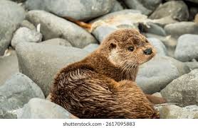 Attēlu rezultāti vaicājumam “Lutra lutra”