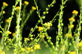 Attēlu rezultāti vaicājumam “Bunias orientalis flower”