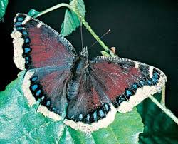 Attēlu rezultāti vaicājumam “Nymphalidae”