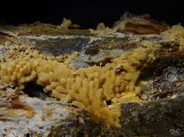 Attēlu rezultāti vaicājumam “Collaria arcyrionema stalked”