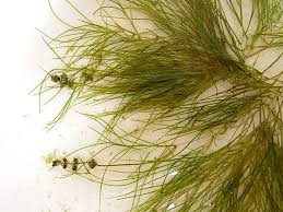 Attēlu rezultāti vaicājumam “Potamogeton trichoides leaf”