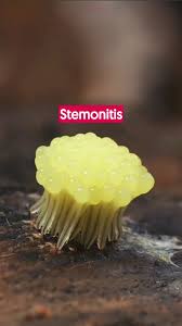 Attēlu rezultāti vaicājumam “Stemonitis herbatica”