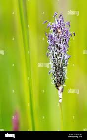 Attēlu rezultāti vaicājumam “Alopecurus pratensis flower”