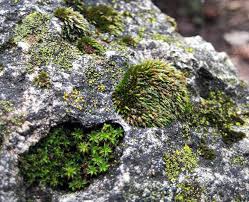 Attēlu rezultāti vaicājumam “Gymnostomum calcareum”