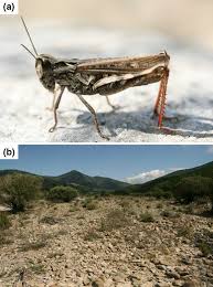 Attēlu rezultāti vaicājumam “Chortippus sp.”