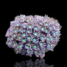 Attēlu rezultāti vaicājumam “Collaria sp.”