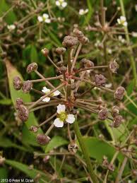 Attēlu rezultāti vaicājumam “Alisma gramineum flower”