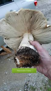 Image result for macrocybe titans