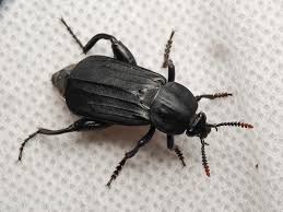 Attēlu rezultāti vaicājumam “Necrodes littoralis”