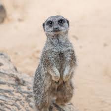 Image result for Killamarsh Mayhem