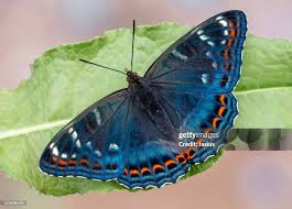 Attēlu rezultāti vaicājumam “Limenitis populi”