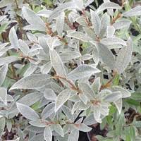 Attēlu rezultāti vaicājumam “Salix lapponum”