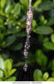 Attēlu rezultāti vaicājumam “Diderma cinereum macro”