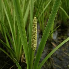 Image result for Acorus calamus