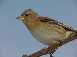 Attēlu rezultāti vaicājumam “Fringilla montifringilla female”