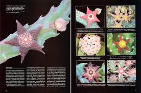 Attēlu rezultāti vaicājumam “Asclepiadaceae”