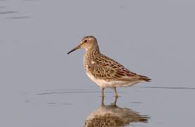 Image result for Calidris melanotos