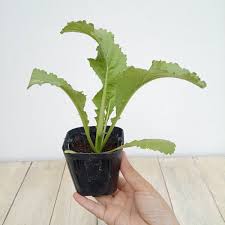 「珍宝菜」の画像検索結果