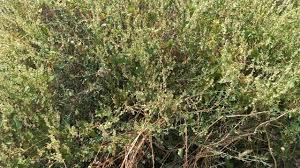 Attēlu rezultāti vaicājumam “Fallopia dumetorum leaf”