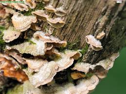 Attēlu rezultāti vaicājumam “Trametes hirsuta”