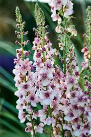 Attēlu rezultāti vaicājumam “Verbascum”