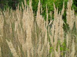 Attēlu rezultāti vaicājumam “Calamagrostis epigeios”