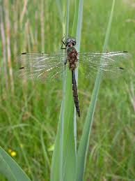 Attēlu rezultāti vaicājumam “Somatochlora flavomaculata”