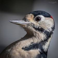 Attēlu rezultāti vaicājumam “Dendrocopos major male”