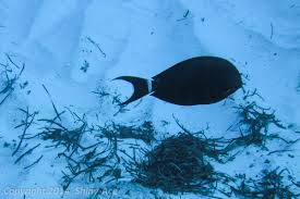 Image result for Acanthurus blochii