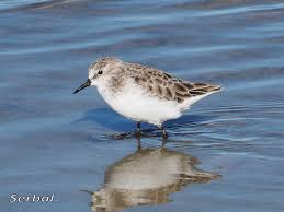 Attēlu rezultāti vaicājumam “Calidris minuta”
