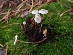 Attēlu rezultāti vaicājumam “Collybia tuberosa”