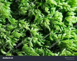 Attēlu rezultāti vaicājumam “Mnium hornum”