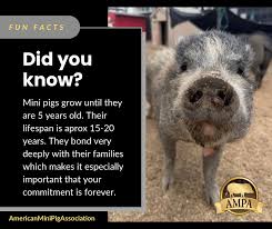 Bildresultat för pigs