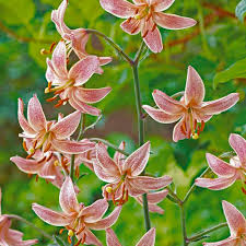Attēlu rezultāti vaicājumam “Lilium martagon flower”