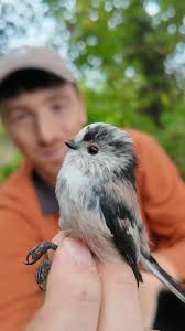 Attēlu rezultāti vaicājumam “Aegithalos caudatus”