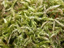 Attēlu rezultāti vaicājumam “Brachythecium salebrosum”