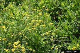 Attēlu rezultāti vaicājumam “Rorippa amphibia”