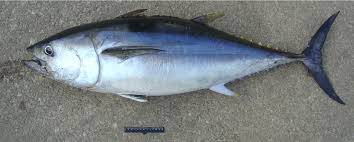 Image result for Thunnus thynnus