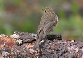 Attēlu rezultāti vaicājumam “Muscicapa striata juvenile”
