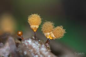 Attēlu rezultāti vaicājumam “Hemitrichia calyculata stalked”