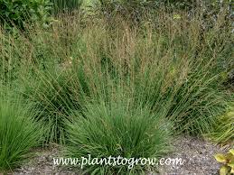 Attēlu rezultāti vaicājumam “Molinia caerulea flower”