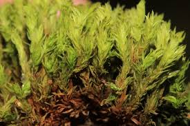 Attēlu rezultāti vaicājumam “Orthotrichum affine var. affine sporophyte”