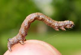 Attēlu rezultāti vaicājumam “Thecabius affinis imago”