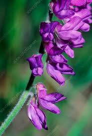 Attēlu rezultāti vaicājumam “Vicia cracca”