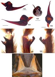 Attēlu rezultāti vaicājumam “Polypogon tentacularius male”