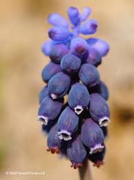 Attēlu rezultāti vaicājumam “Muscari neglectum”
