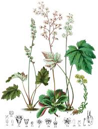 Attēlu rezultāti vaicājumam “Saxifragaceae”