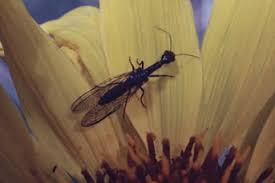 Attēlu rezultāti vaicājumam “Raphidioptera larva”
