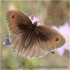 Attēlu rezultāti vaicājumam “Maniola jurtina male”