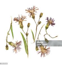 Attēlu rezultāti vaicājumam “Lactuca tatarica leaf”